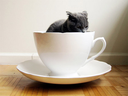 mug-cat